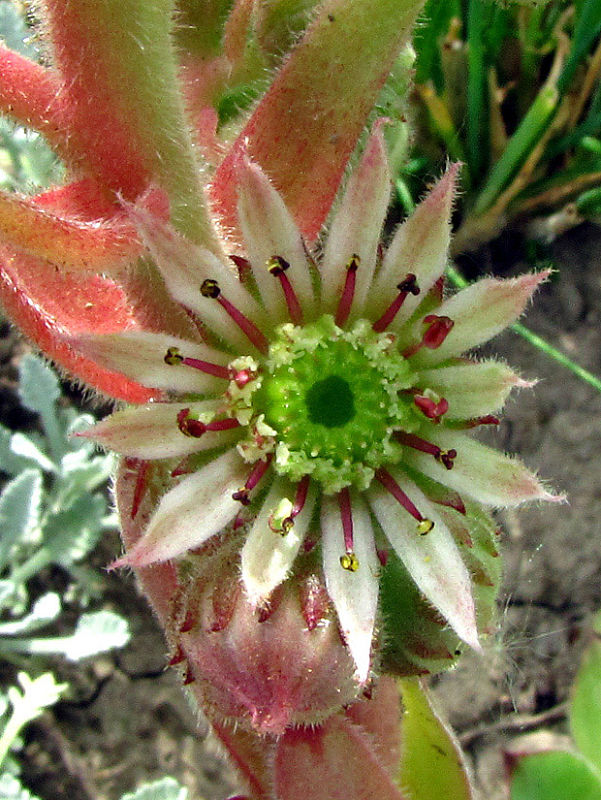 Skalná ruža - detail kvetu