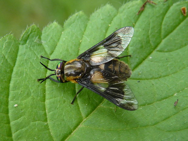 ovad Chrysops sp.