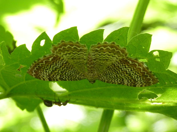 piadivka pruhovaná Hydria undulata