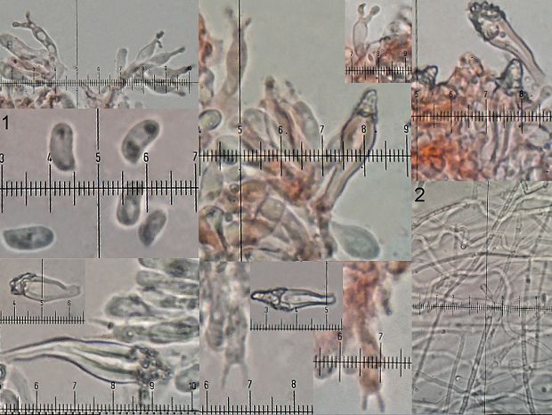 lastúrka Hohenbuehelia fluxilis (Fr.) P.D. Orton