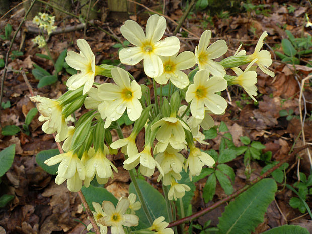 prvosienka vyššia / prvosenka vyšší Primula elatior (L.) L.