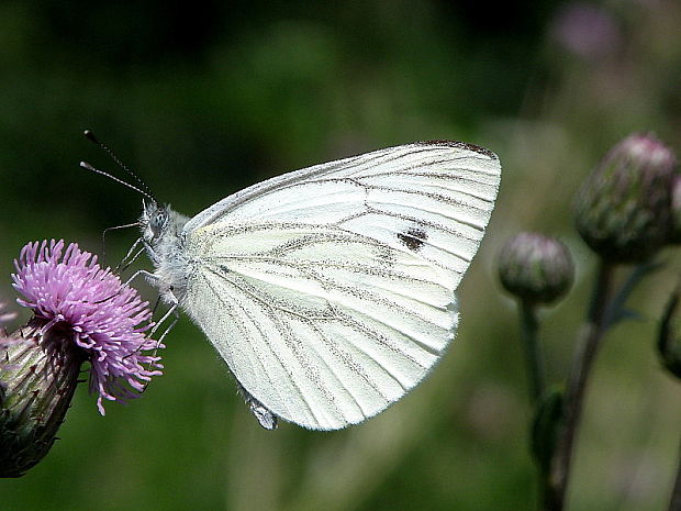 mlynárik repkový Pieris napi Linnaeus 1758