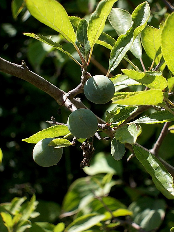 trnka obyčajná Prunus spinosa L.