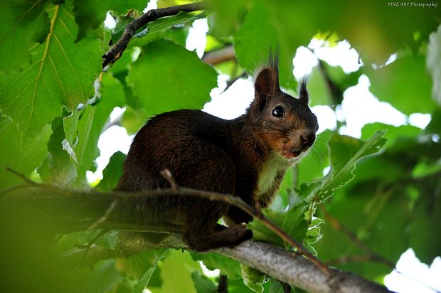 veverička Sciurus vulgaris