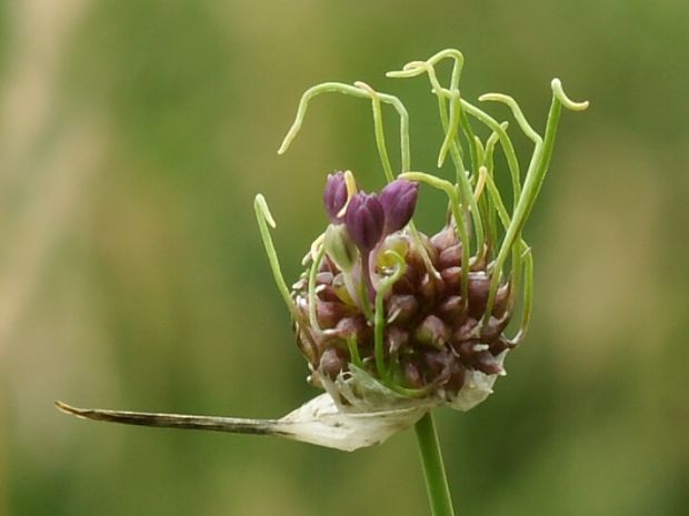 cesnak poľný Allium vineale  L.