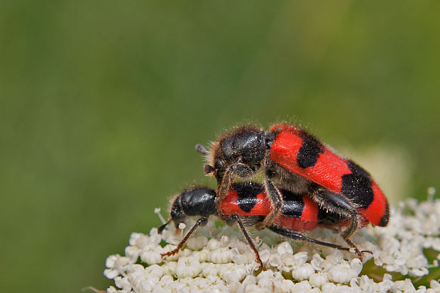 pestroš včelí  Trichodes apiarius
