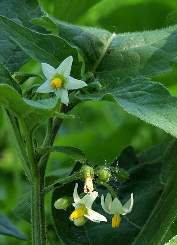 ľuľok čierny Solanum nigrum L.