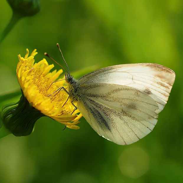 mlynárik repkový Pieris napi