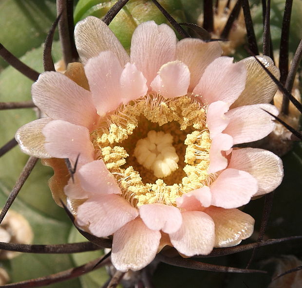 kaktus   Gymnocalycium cf. cardenasianum