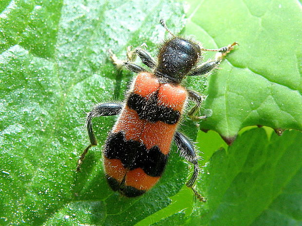 pestroš včelí  Trichodes apiarius  Linnaeus, 1758