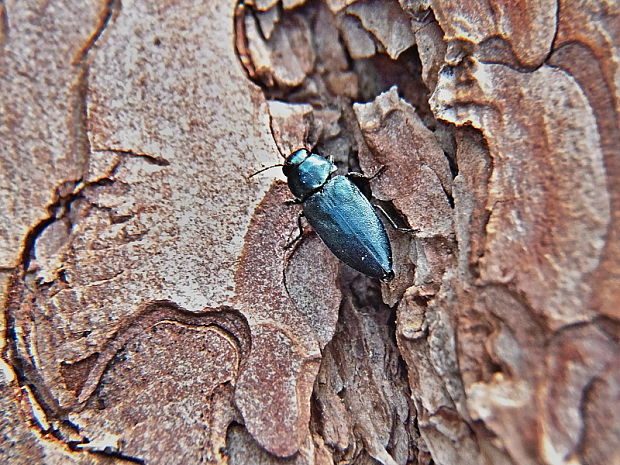 krasoň modrý /  krasec borový Phaenops cyanea