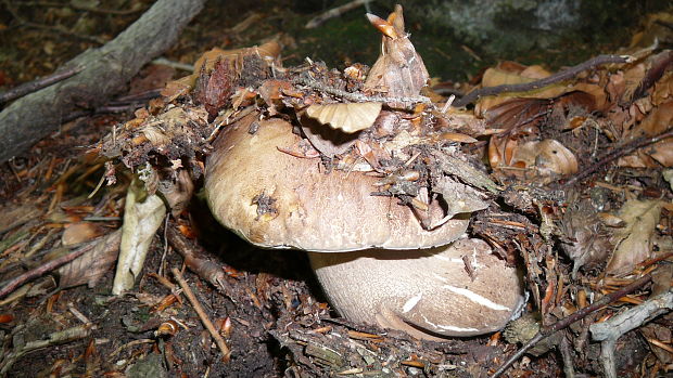 hríb dubový Boletus reticulatus Schaeff.