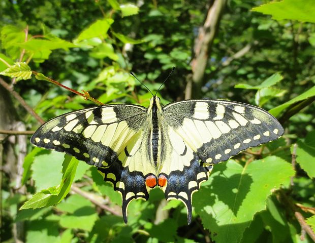 vidlochvost eniklový Papilio machaon