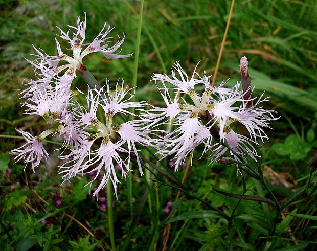 klinček pyšný alpský Dianthus superbus subsp. alpestris (Kablík. ex Uechtr.) Čelak.