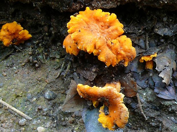 kuriatko oranžové - Liška Friesova  Cantharellus friesii  Quél.