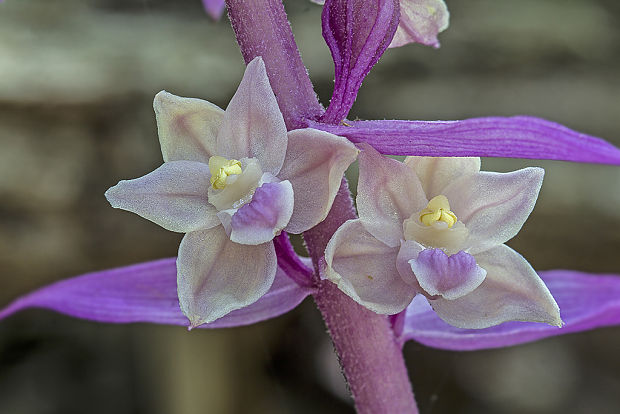 kruštík modrofialový(f. rosea)  Epipactis purpurata Sm.