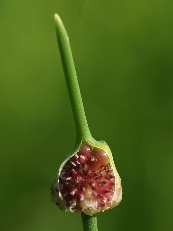 cesnak planý Allium oleraceum L.