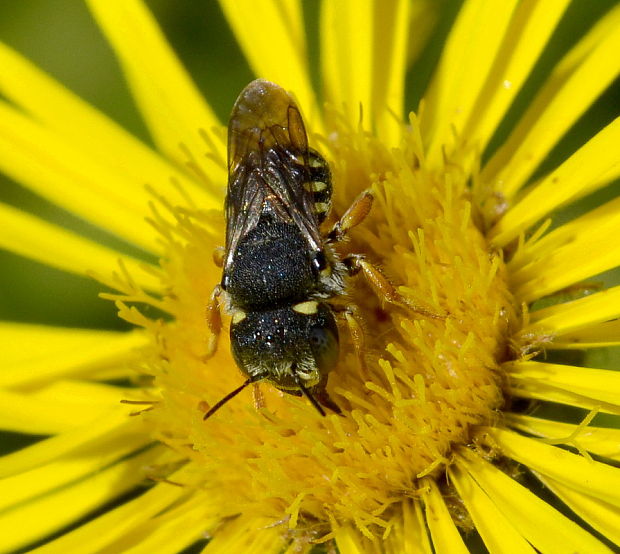 včielka - čalúnnica Anthidiellum strigatum Panzer, 1805