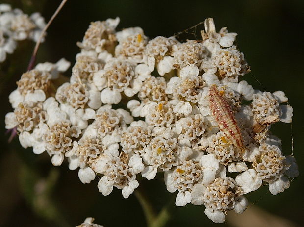 larva zlatoočky Chrysopidae