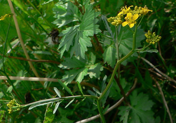 roripa lesná - rukev obecná Rorippa sylvestris (L.) Besser