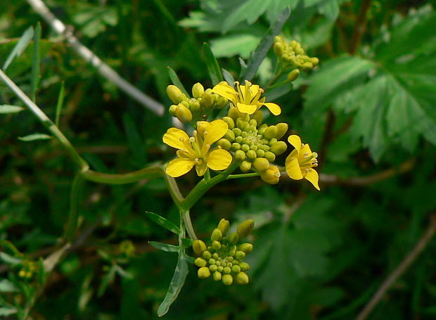 roripa lesná Rorippa sylvestris (L.) Besser