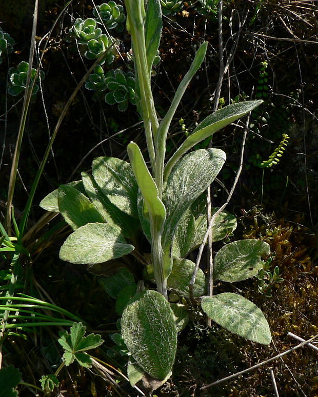 popolavec celistvolistý - starček celolistý Tephroseris integrifolia (L.) Holub