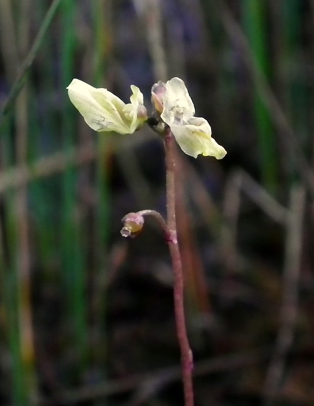 bublinatka menšia Utricularia minor L.
