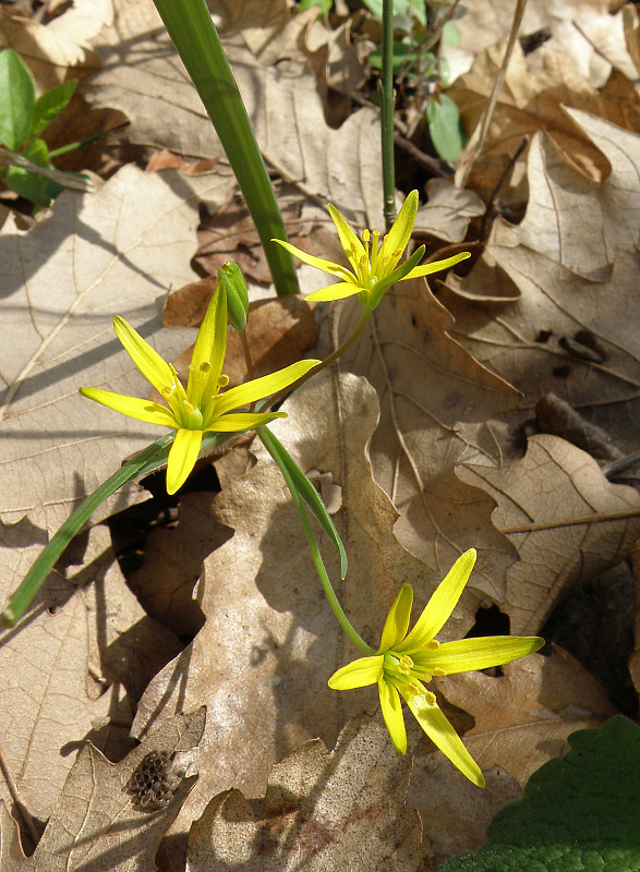 krivec žltý / křivatec žlutý Gagea lutea (L.) Ker Gawl.