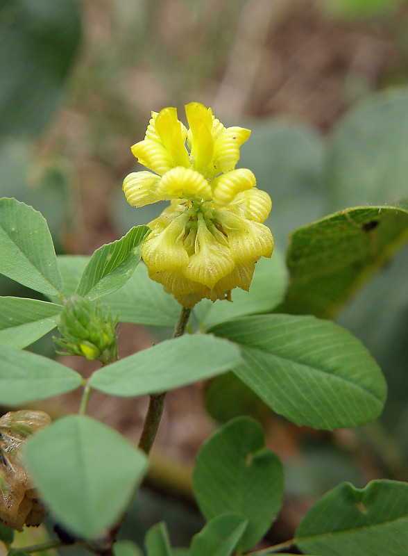 ďatelina zlatožltá / jetel zlatý Trifolium aureum Pollich