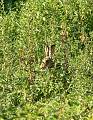 zajac poľný (lesný)