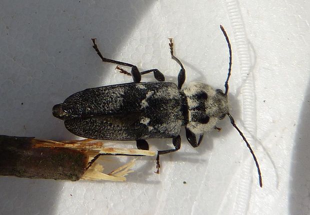 fúzač krovový Hylotrupes bajulus  (Cerambycidae)