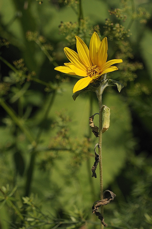 slnečnica hľuznatá Helianthus tuberosus L.