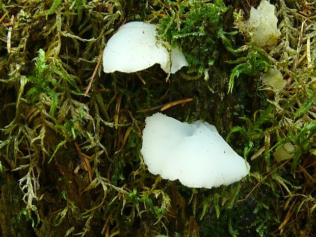 pajelenka želatinovitá - rosolozub huspenitý  Pseudohydnum gelatinosum  (Scop.) P. Karst.