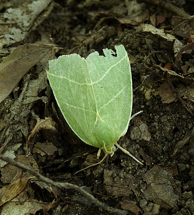 zelenka dubová Bena bicolorana
