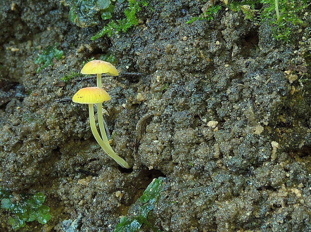 prilbička ihličková Mycena acicula (Schaeff.) P. Kumm.