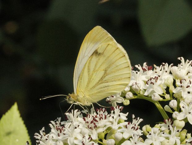 mlynárik repkový Pieris napi