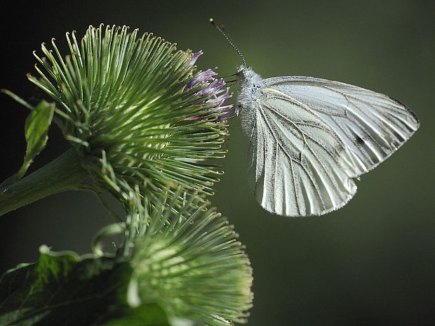mlynárik repkový Pieris napi