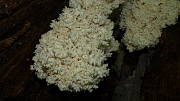 koralovec bukový