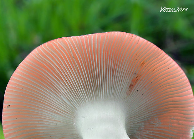 plávka škodlivá Russula emetica (Schaeff.) Pers.