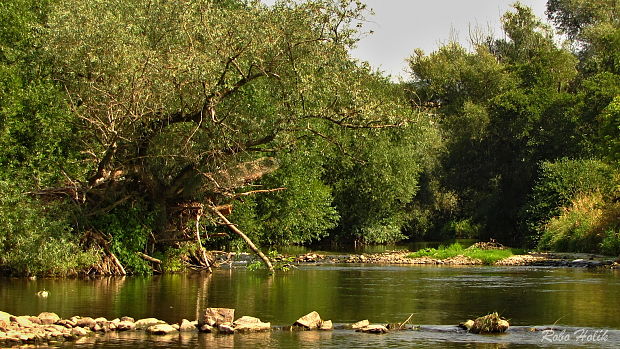 rieka Nitra