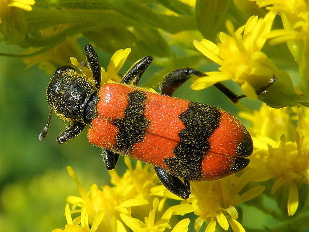 pestroš včelí Trichodes apiarius  Linnaeus, 1758