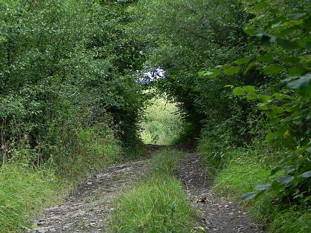 zelený tunel