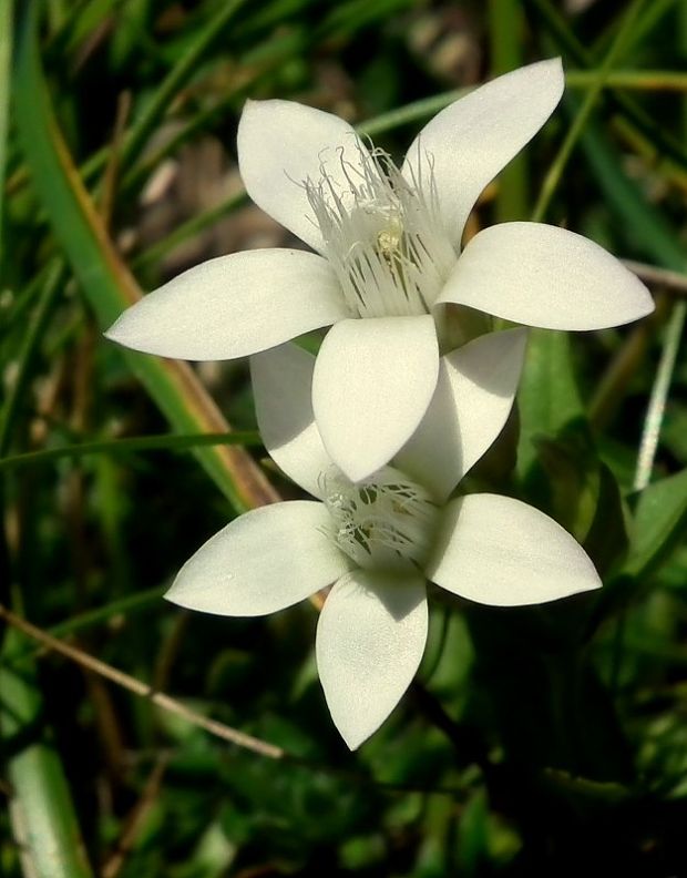 horček žltkastý Gentianella lutescens (Velen.) Holub