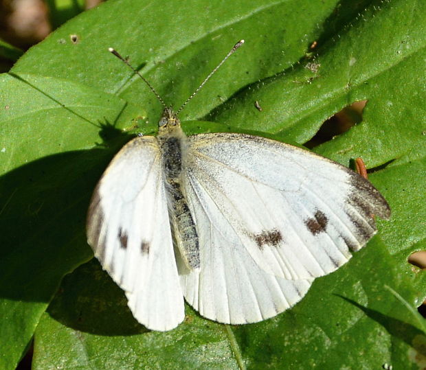 mlynárik  repkový Pieris napi