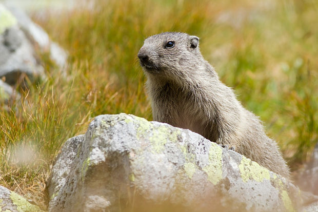 svišť vrchovský tatranský Marmota marmota