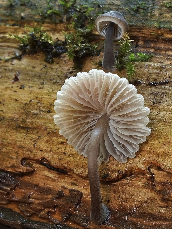prilbička ružovolupeňová Mycena galericulata (Scop.) Gray