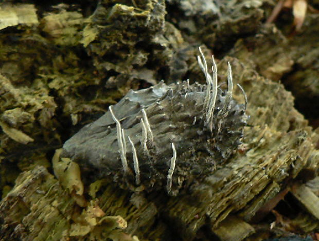 drevnatec bukový - dřevnatka číškomilná Xylaria carpophila (Pers.) Fr.