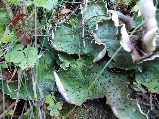 štítnatec zelený Peltigera aphthosa (L.) Willd.