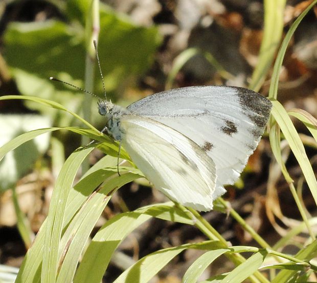 mlynárik repkový Pieris napi