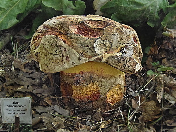hřib žlutonachový Boletus rhodopurpureus cf. xanthopurpureus Vacek (1946)
